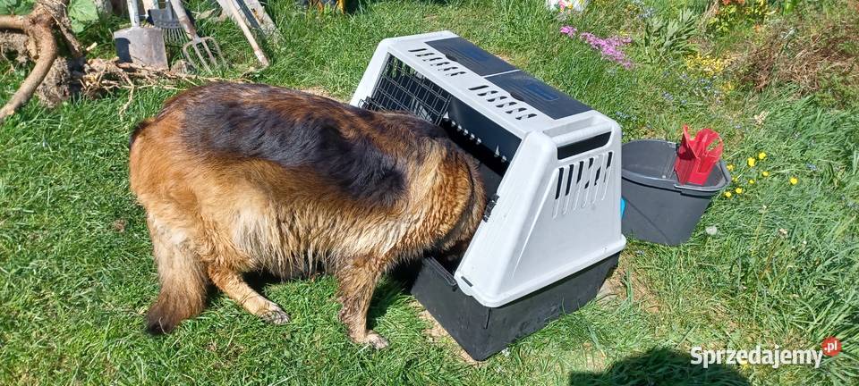 Transporter kontenerek box transportowy psa 80 x Bielsko-Biała sprzedam