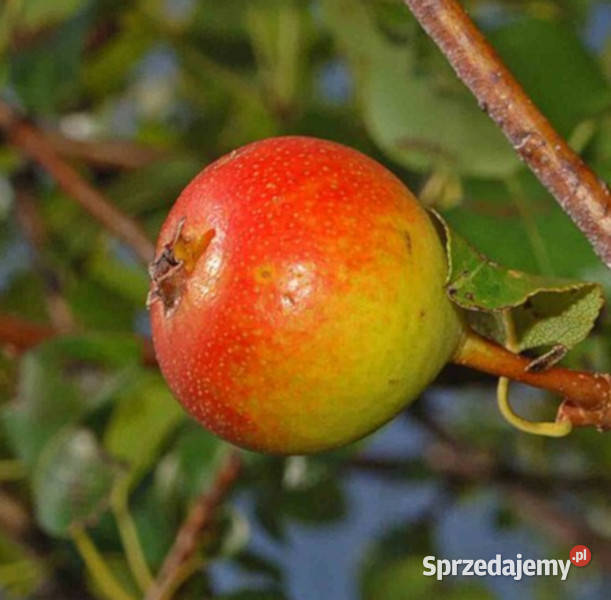 GRUSZA POSPOLITA POLNA Pyrus pyraster NASIONA sprzedam