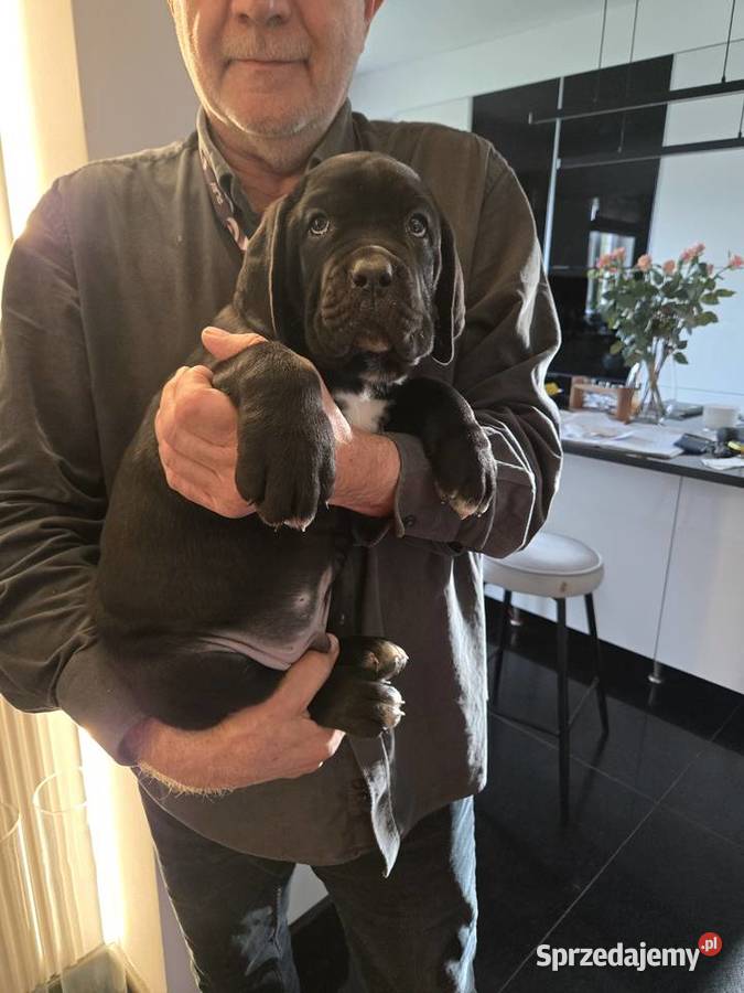 Cane Corso szczenięta 10 tygodni czarne mazowieckie Strzeniówka