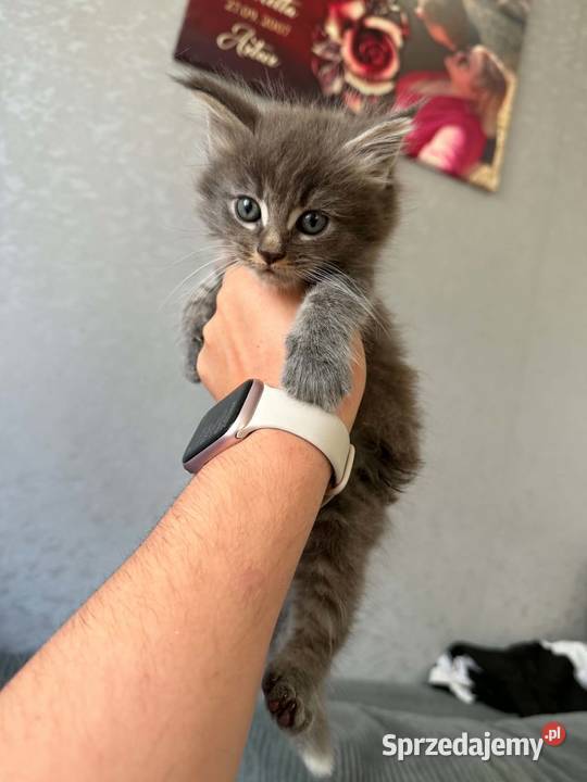 Maine Coon kocięta Koty Starogard Gdański