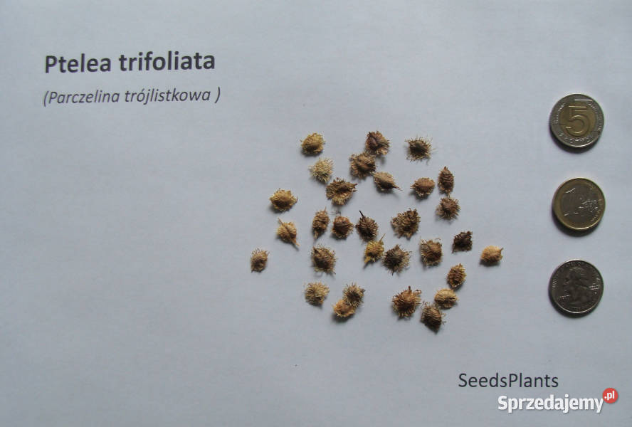 PARCZELINA TRÓJLISTKOWA Ptelea trifoliata Lubanie