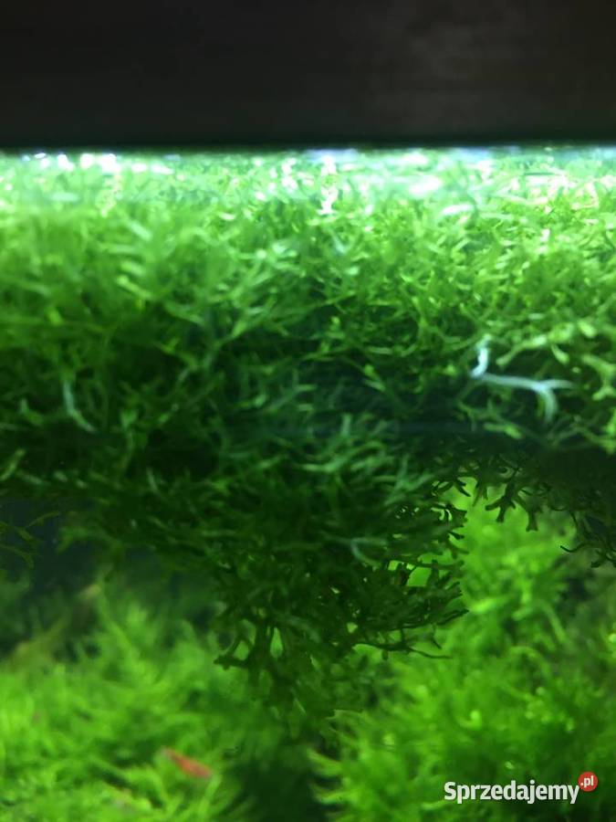 Mech Java moss lubuskie Gorzów Wielkopolski