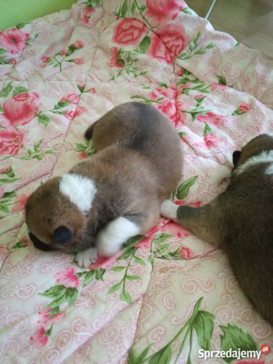 Akita Inu japońska Ząbkowice Śląskie