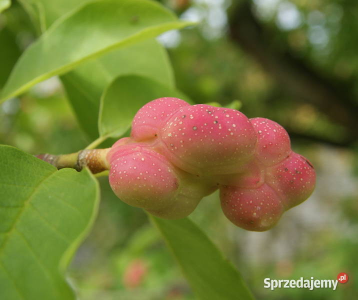 MAGNOLIA POŚREDNIA Magnolia soulangeana NASIONA Lubanie