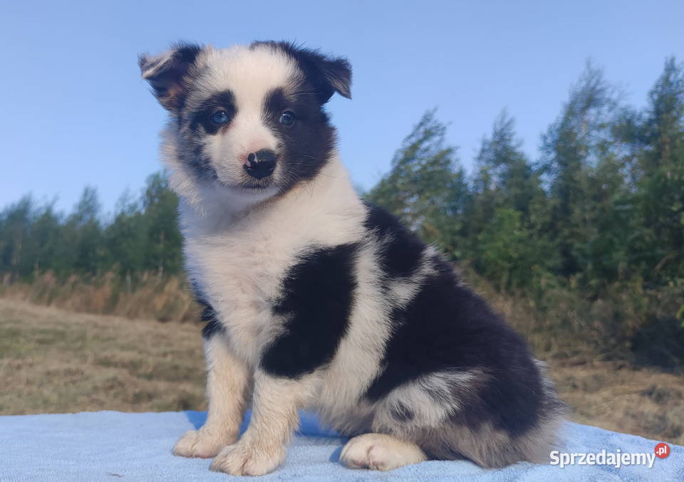 Prześliczna Suczka BORDER COLLIE pełna dok super Iwonicz