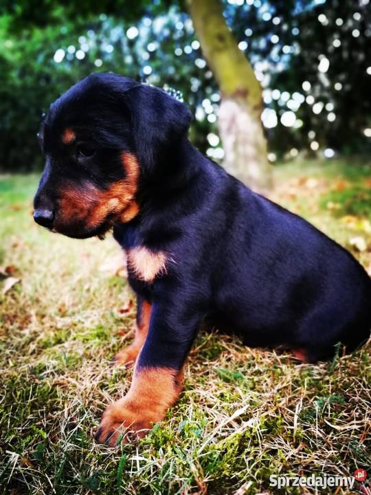 Niemiecki Terier Myśliwski Jagdterrier FCI Bolesławiec