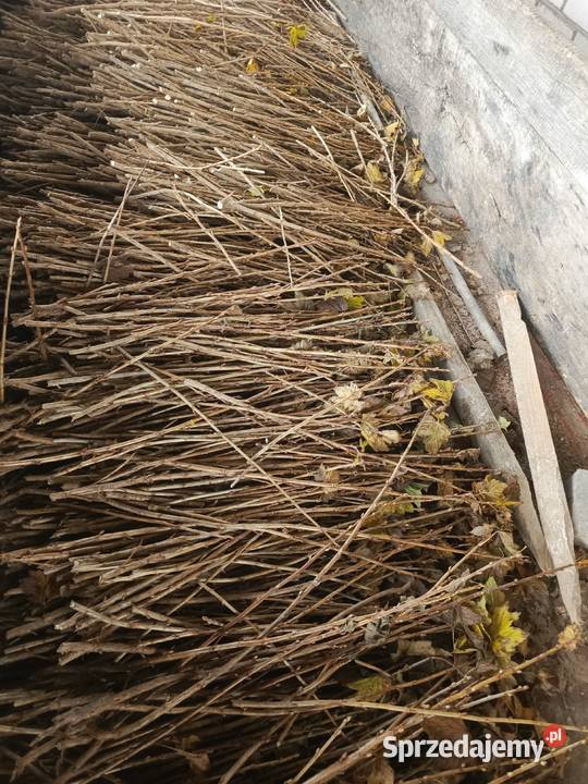 Sztobry Patyki Porzeczka Czarna Tihop Trzydnik Mały sprzedam