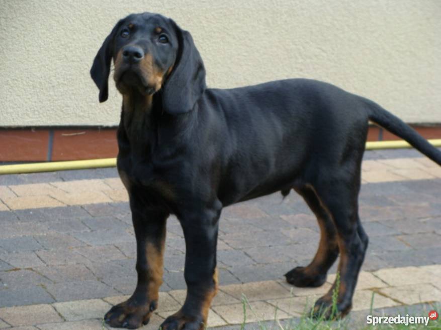 Gończy polski gończe polskie szczeniaki ZKwP FCI Piaski