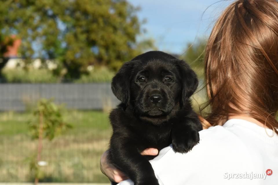 Labrador retriever FCIZKwP wielkopolskie Mikstat