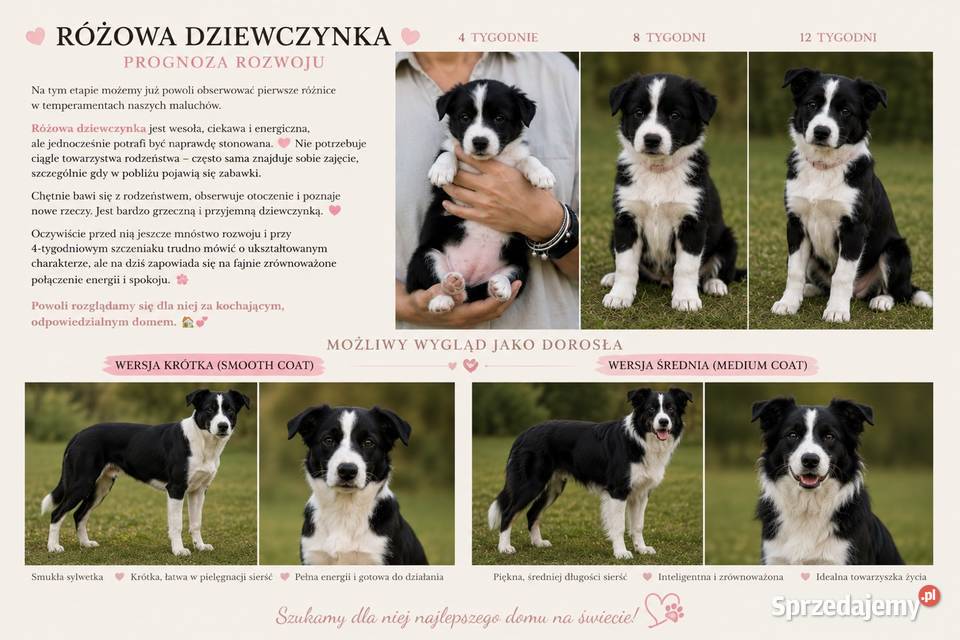 Szczenięta Border Collie FCI przebadanych