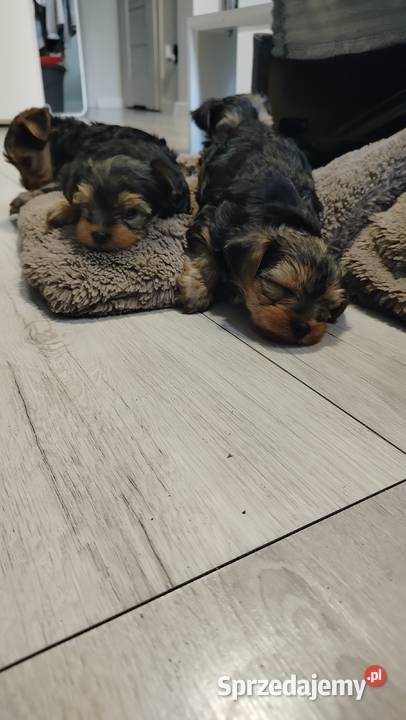 Śliczne Yorkshire terrier miniaturki Łask sprzedam
