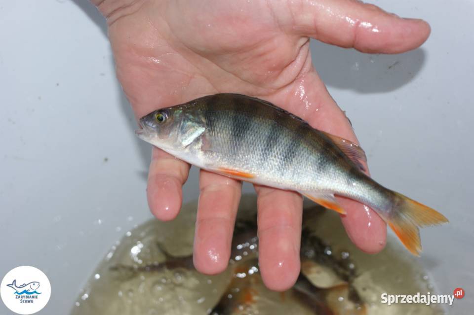 Narybek okonia Biała Podlaska