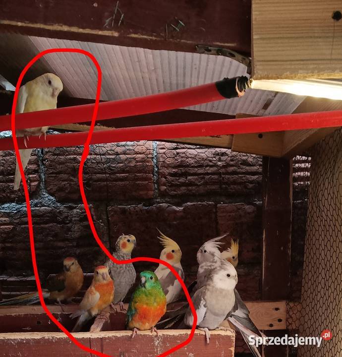 Ptaki kolorowe 8 Ptaki Lwówek