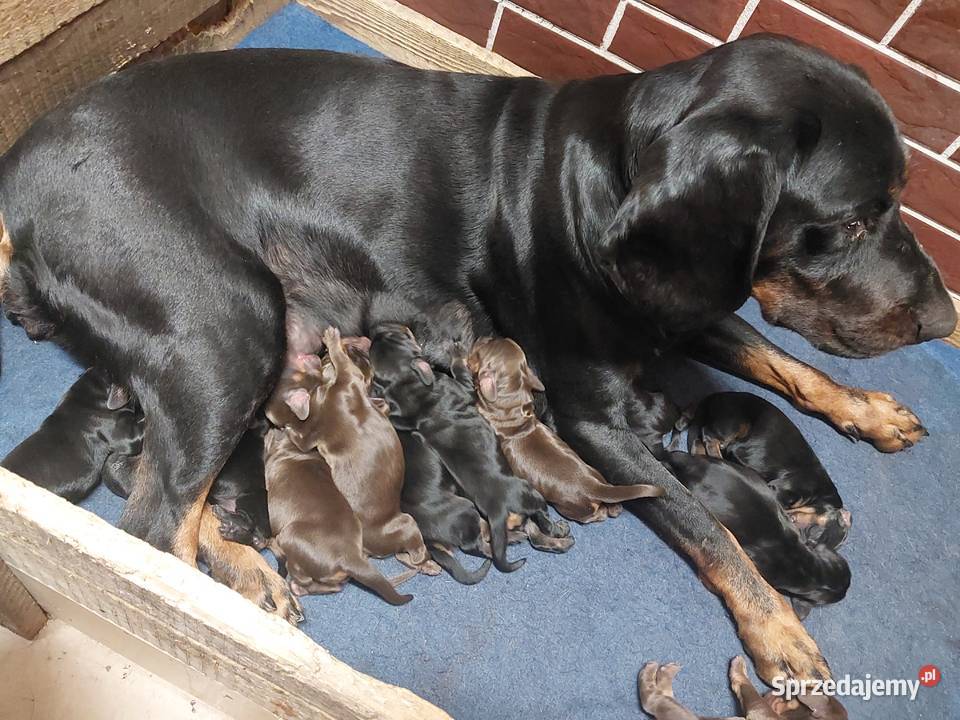 Gończy polski szczeniaczki