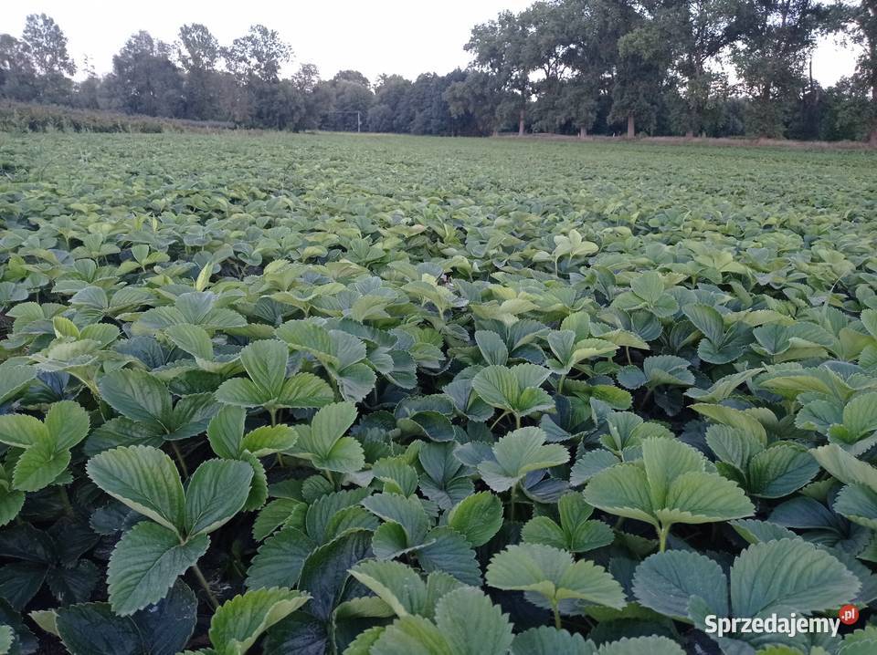 Sadzonki truskawek szkółka kwalifikowane Trzebnica sprzedam