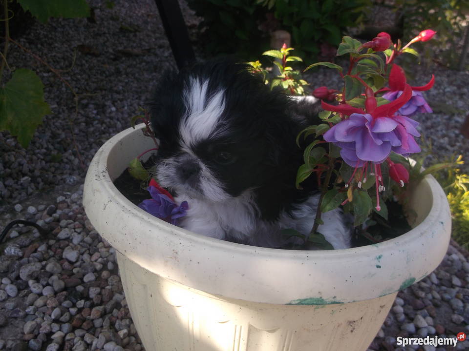 shih tzu łódzkie Katarzynopole