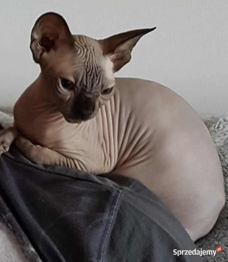 Płatna Adopcja Dostępne koty 7mcy do 3 lat Warszawa