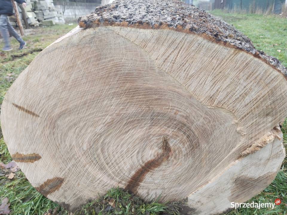 Sprzedam drzewo Jesion Pozostałe Dzwola