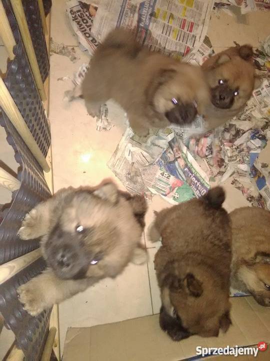 ChowChow szczeniaki sprzedam Konstantynów