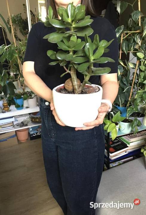 Drzewko szczęścia Crassula Ovata duże Warszawa