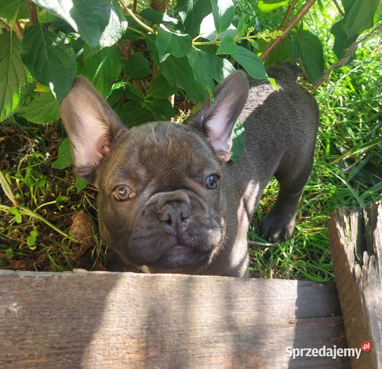 Buldog francuski Bludogi francuskie BLUE Łódź