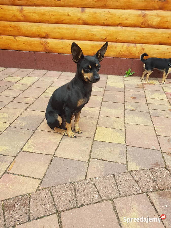 Śliczny piesek pinczer Legionowo