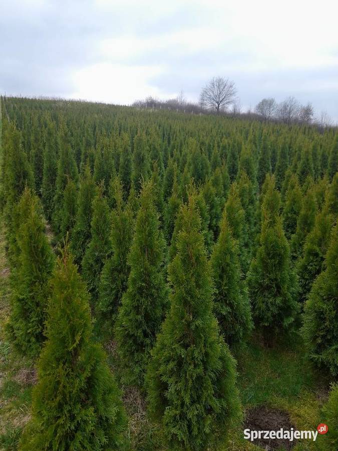 Tuja szmaragd szmaragdowa tuje na żywopłot