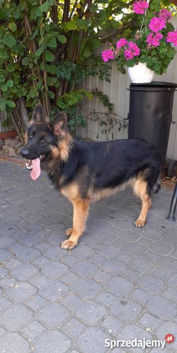 Suczka owczarka niemieckiego 11 miesięcy Chełm