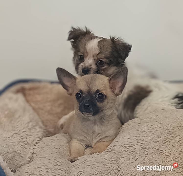 Chihuahua pieski