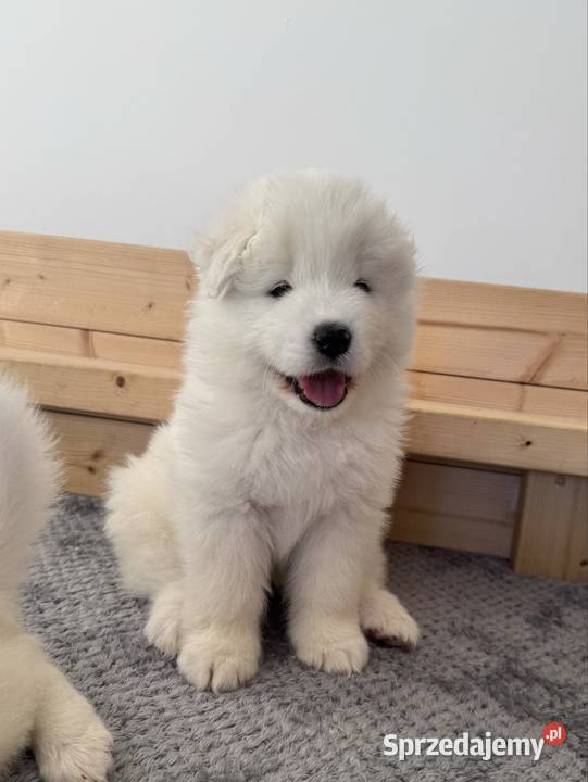 Szczeniaki Samoyed FCI Oleśnica