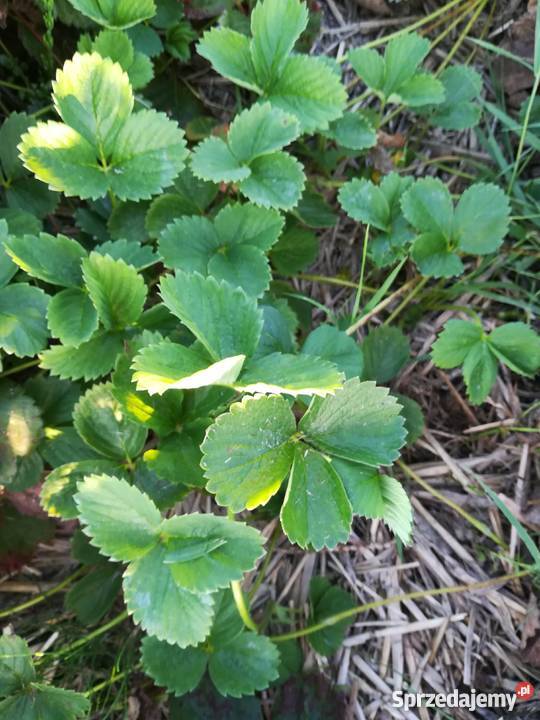 sadzonki truskawek dolnośląskie Wrocław sprzedam