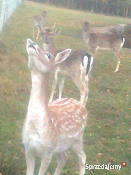 Daniele Łanie Byki Byczki Cielaki Łopatacze