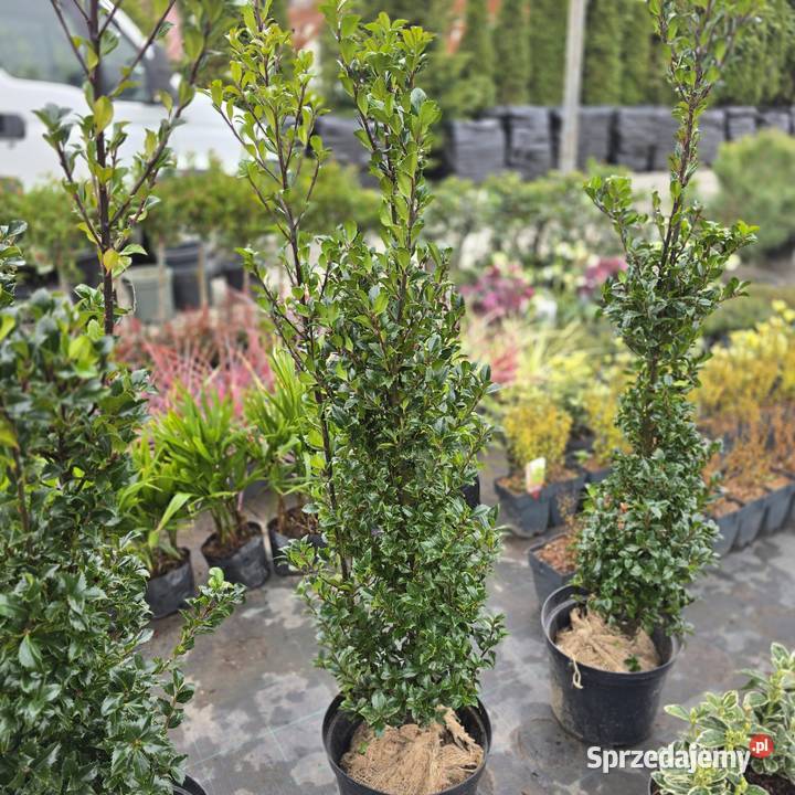 Thuja Yellow Ribbon 140 160 PRODUCENT Ogród Rydzyny