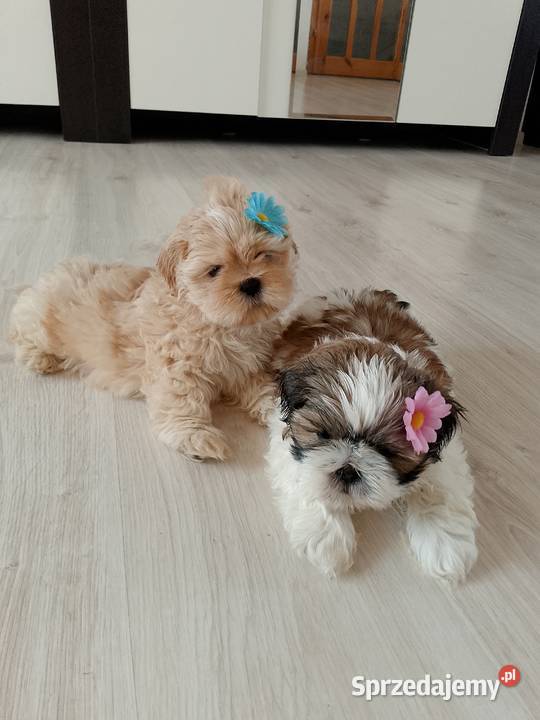 Do odbioru jasny piesek rasy ShihTzu sprzedam