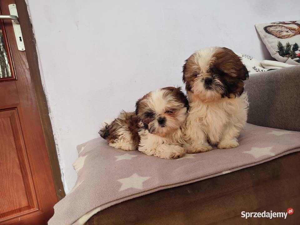 Shih Tzu śliczne sunie Shih Tzu Rzeszów