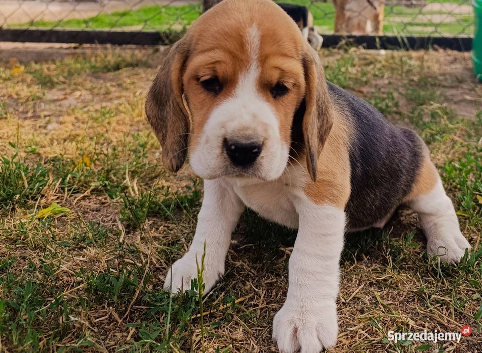 Beagle tricolor szczeniak mazowieckie Sokołów Podlaski