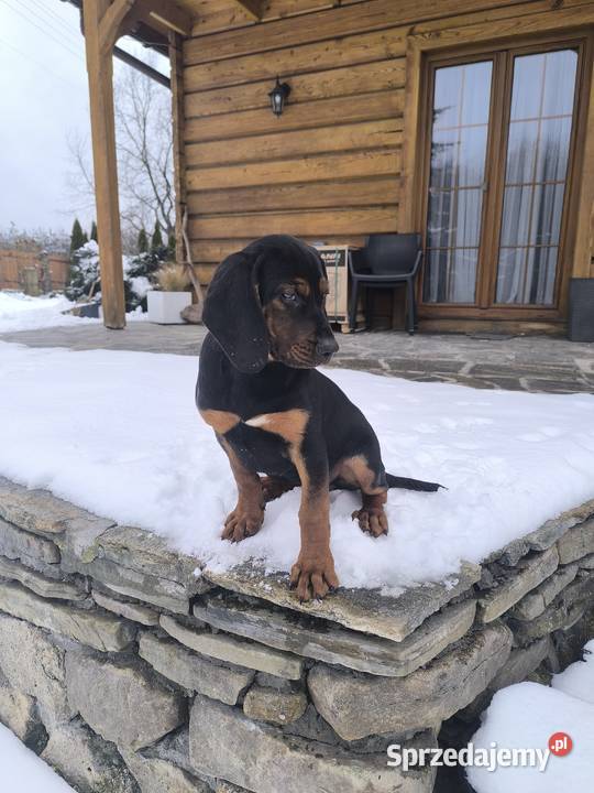 Szczenięta Gończy polski Kamionna