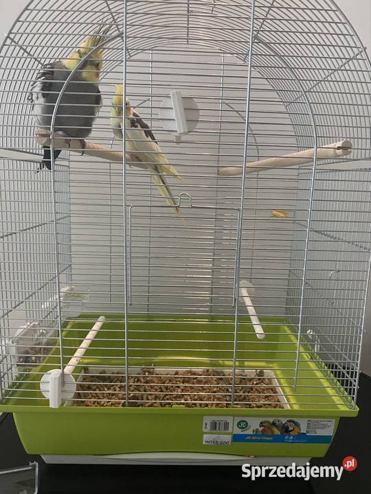 2 Nimfy z klatką Rzeszów