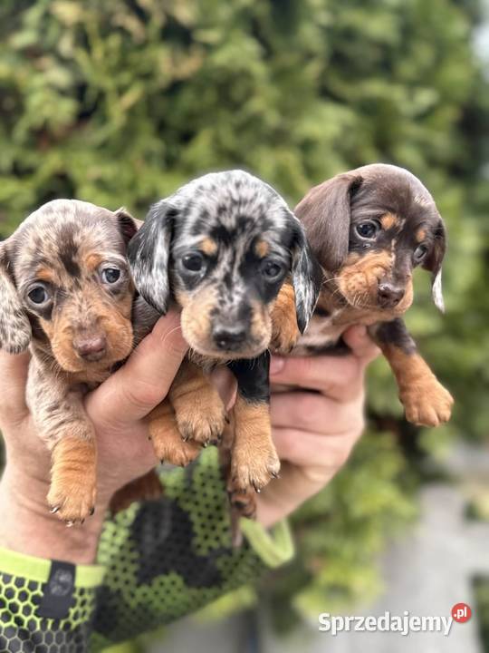 Jamniczek Choco merle Czekoladowy Jamnik Żychlin