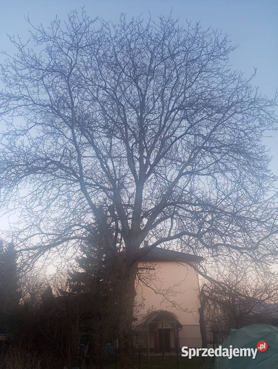 Drzewo orzech włoski do ścięcia w całości Bielsko-Biała