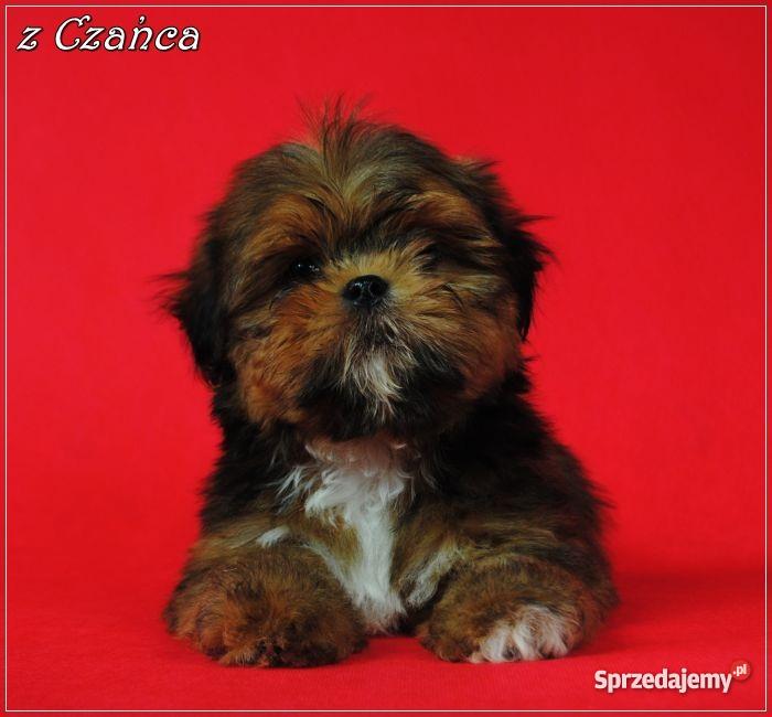 rodowodowe LHASA APSO kuzyn Shih tzu śląskie Gliwice