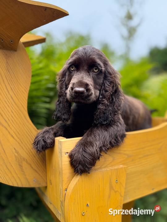 Śliczna czekoladowa suczka rasy Cocker Spaniel świętokrzyskie Kielce sprzedam