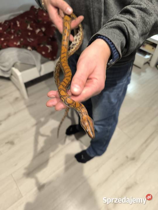 Wąż Boa Tęczowy Brazylijski 3latek