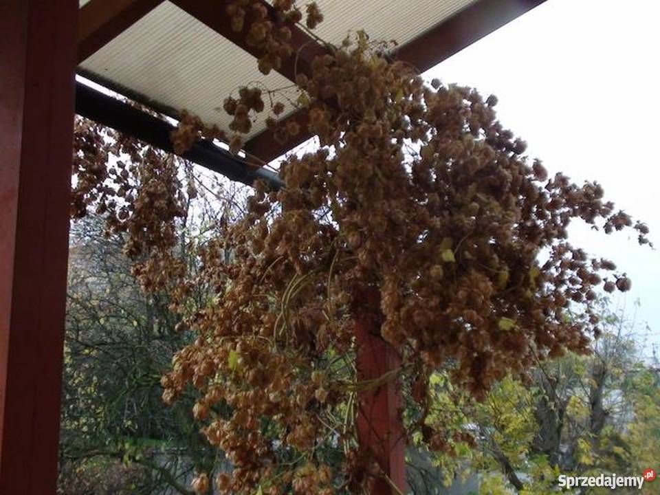 CHMIEL zwyczajny lubelski Rośliny Bydgoszcz sprzedam