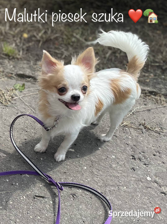 Piesek śnieżnobiały chihuahua ZKwP Wrocław