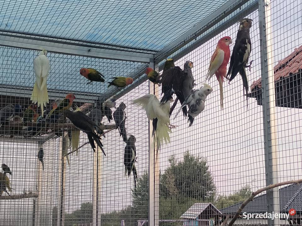Rozella białolica rozella królewska Radom