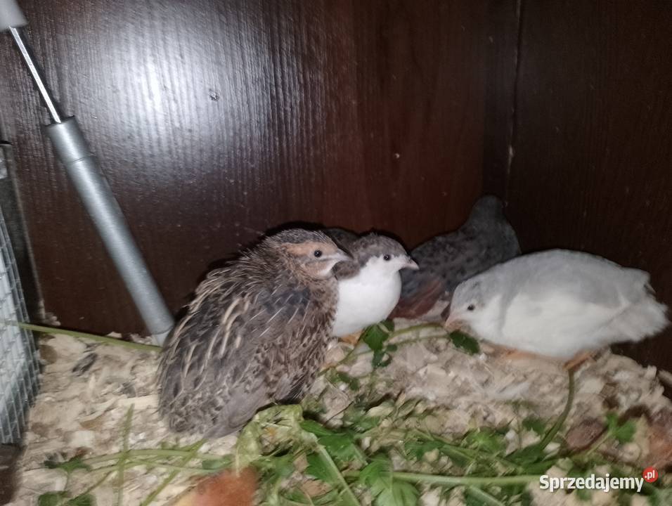 Przepiórki chińskie Dubin
