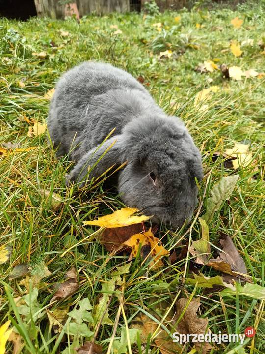 Króliki WJS Barany Francuskie i inne Raczki