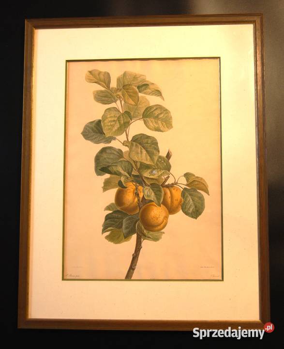BESSA Pancrace akwatintowa rycina z owocami Poznań