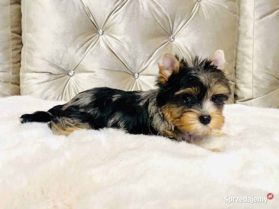 York Tomek z Bajki Marmurkowy kolorowy Cudny